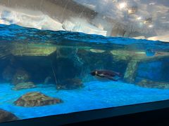 -海合安武汉极地海洋公园