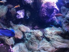 -悉尼海洋生物水族馆