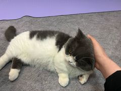 -1013 PET SHOP 宠物商店(近铁城市广场店)