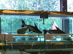 -大东方海鲜酒楼(小武基桥店)