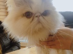 -猫的茶·猫咖