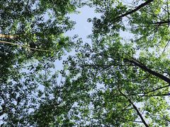 -合肥滨湖国家森林公园