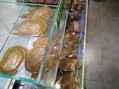 -笨笨甲甲鱼坊(蓝堡湾店)