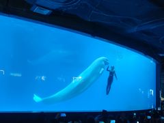 -海合安成都极地海洋公园