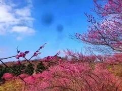 -新建村梅花