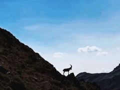-新疆天山野生动物园