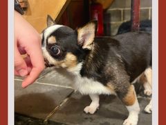 -张记牛肉面馆(天津路店)