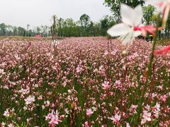 -白鹭湾湿地公园