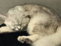 -浣熊柯尔鸭土拨鼠·电玩咖