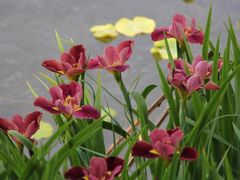 -荷塘月色湿地公园·向阳花洲