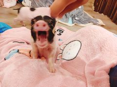 -浣熊柯尔鸭土拨鼠·电玩咖