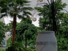 -蔻蔻椰·鲜萃椰子水(欢乐港湾店)