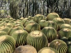 -深圳仙湖植物园