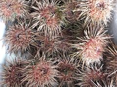 -海胆小馆(东北水饺·春柳店)