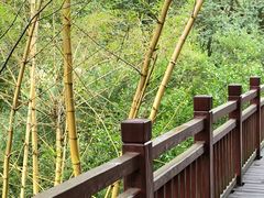 -广州白江湖森林公园