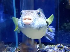 -海合安天津极地海洋公园