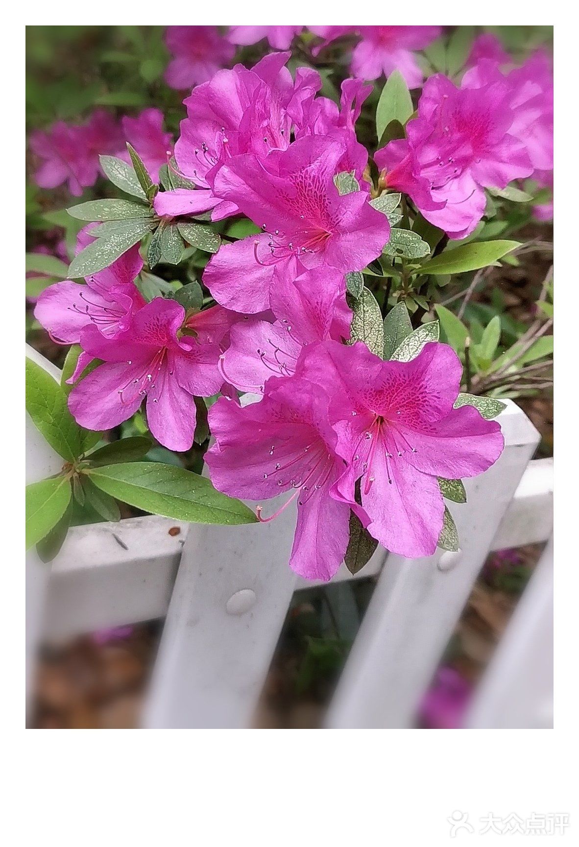 金陵花事||大行宫市民广场.杜鹃花