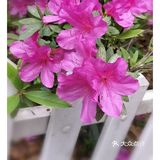 金陵花事||大行宫市民广场.杜鹃花