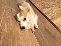 -和它·交个朋友·狗咖猫咖(爱琴海店)