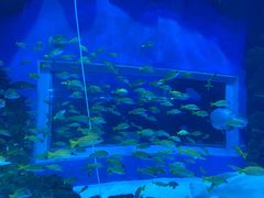 -成都浩海立方海洋公园