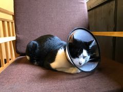 -猫的天空之城概念书店(杭州南宋御街店)