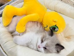 -唐小姐の猫狗洗护·购宠旗舰店(周浦万达店)