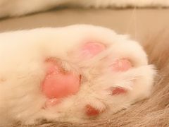 -猫腻·猫咖·撸猫馆(星光大道店)