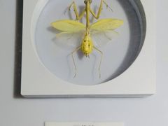 -上海昆虫博物馆