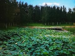 -东郊湿地公园