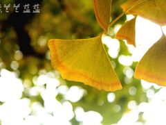 -三里屯东五街银杏大道
