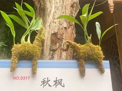 -呀路古热带植物园