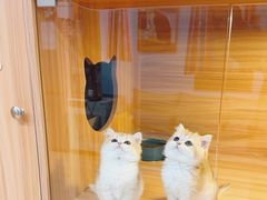 -猫十亿·布偶金渐层·曼基康矮脚猫舍(青年路店)