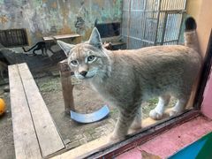 -青藏高原野生动物园