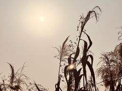 -中国天府农业博览园