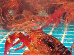 -巽寮印象美食部落餐厅·海鲜·地方特色菜(惠州体验店)