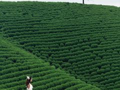 -帐篷客·溪龙茶谷度假酒店