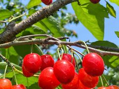 -樱桃山旅游景区