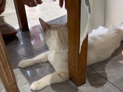 -猫小院猫主题餐厅(南锣旗舰店)