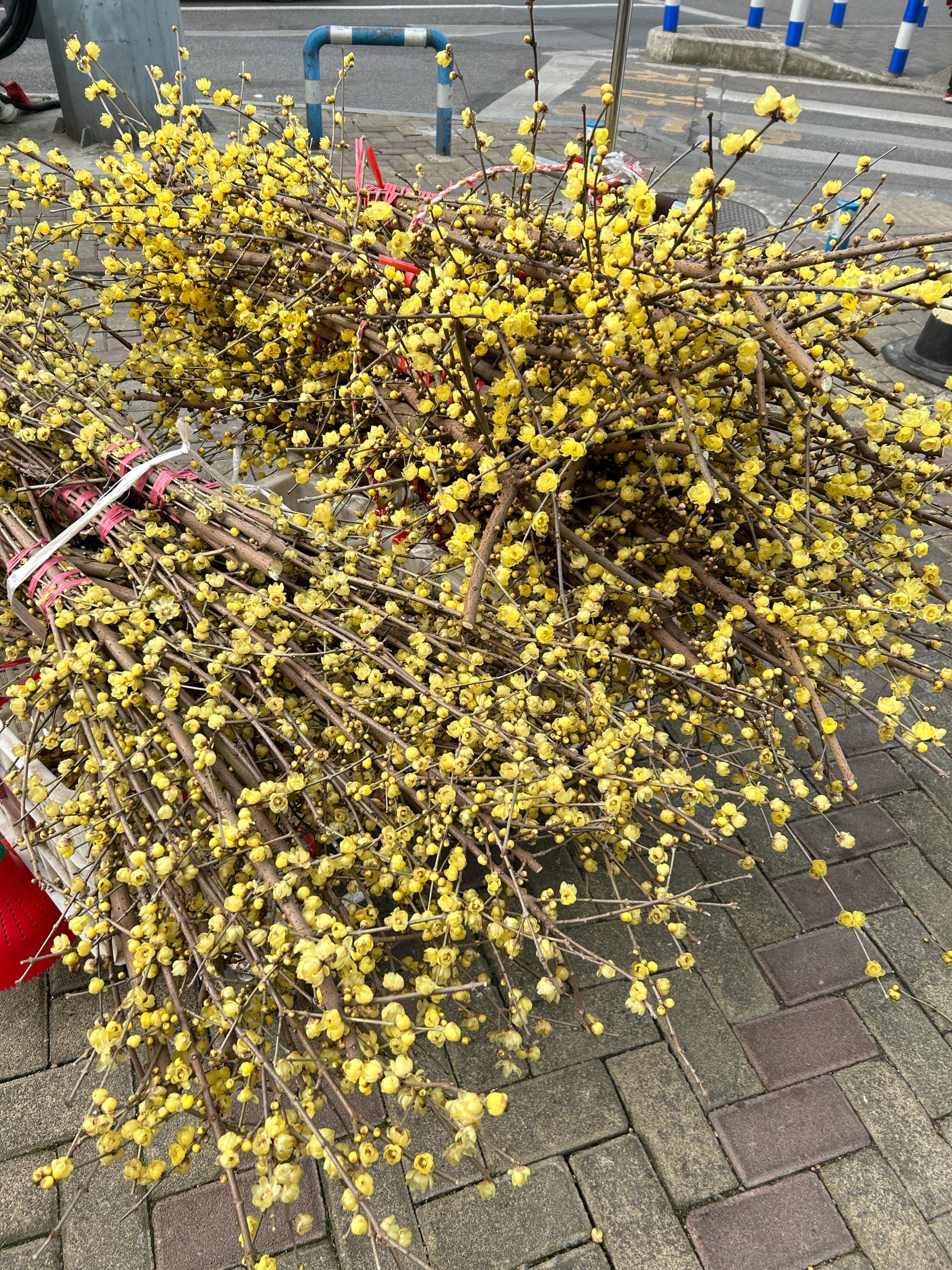 腊梅花小练笔图片