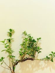 -FUMEIHUI·科技美肤·美体SPA