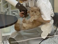 -momokira米努特·德文卷毛猫·棉花面纱犬