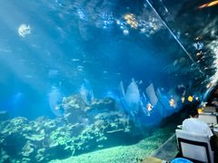 -涛·海底餐厅·美人鱼·自助餐·海底隧道(三亚海棠湾洲际度假酒店)