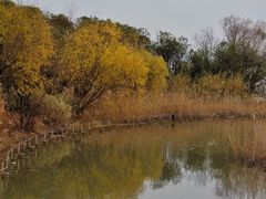 -上海吴淞炮台湾国家湿地公园