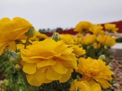 -上海鲜花港