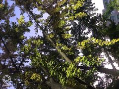 -三里屯东五街银杏大道