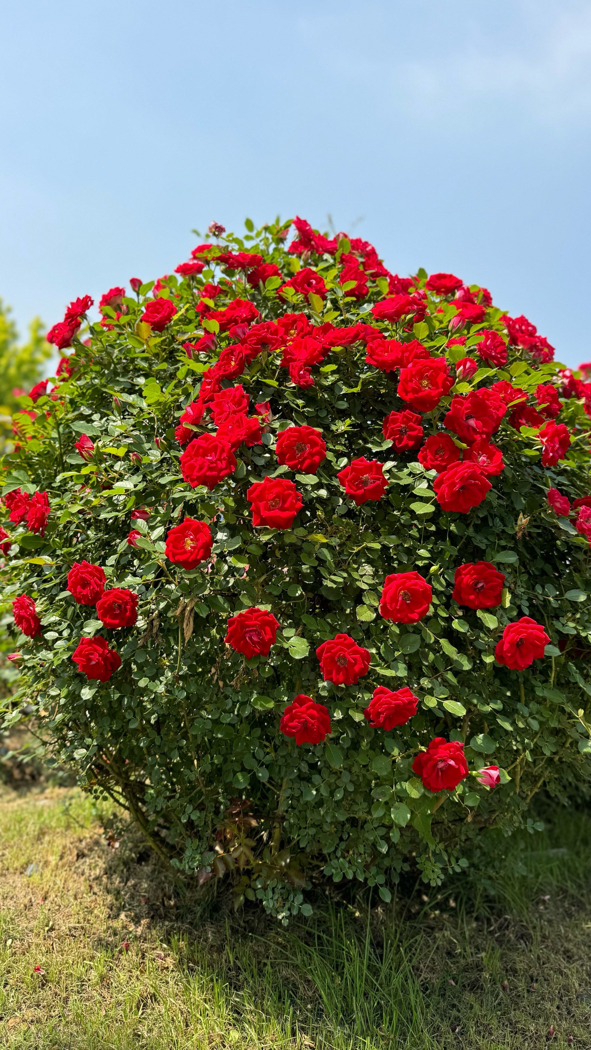 玫瑰花海等你来