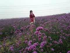 -紫颐香薰山谷景区