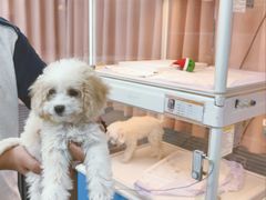 -翊宠yipet猫狗购宠庄园犬舍•猫舍