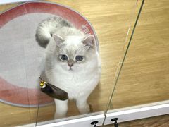 -青奢宠物·青奢猫舍