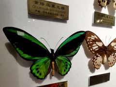 -上海昆虫博物馆